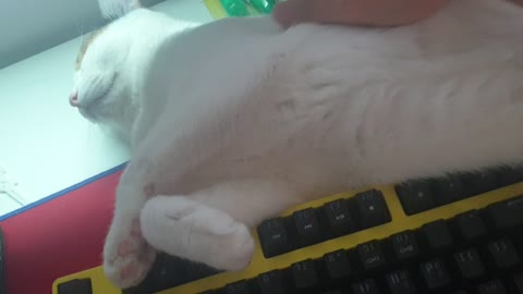 Touching sleeping cats.