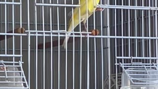 My Canary Singing 2