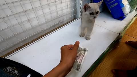 Chú Mèo Thích Làm Hổ | Cat Vlog