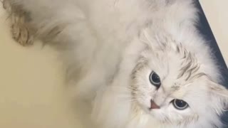 funny cat