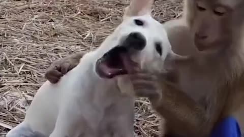Monkey and dog funny video
