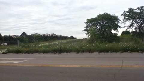 WW3:GEESE MOBILIZE FOR WAR!