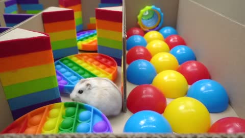 🐹 Hamster Escapes the Pop It Maze for Pets in real life 🐹 Homura Ham-10