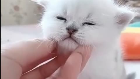 Cute Kitten Funny Video