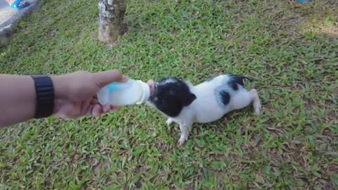 Feed Little Piglets Baby Bottle Hand Cuteie