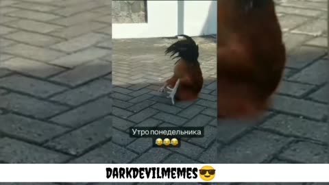 Funny animals video 🐵🐔🐶🐷😂😂🤣🤣😁