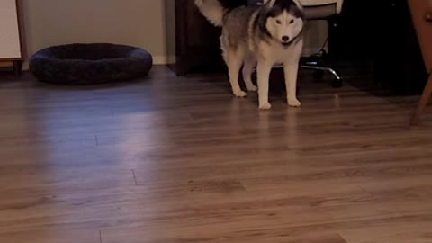 Husky throws a tantrum because her brothers go outside before she does!