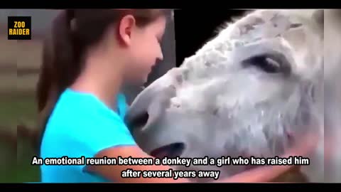 Donkey Reunited With A Girl Who Raised Him