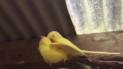 Two yellow birds