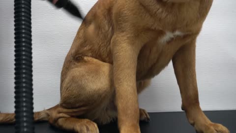 Mastiff dog pouts during his groom The LARGEST head in the canine kingdom