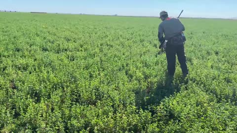 German Shorthaired Pointer Hunting