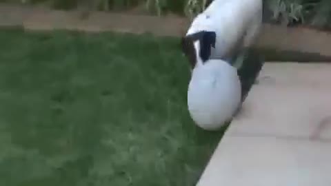 cute dog playing football of moments
