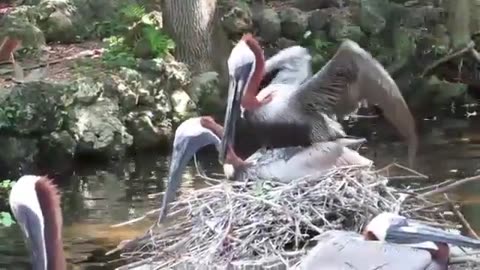 Stork mating