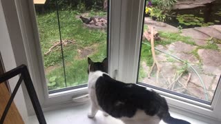 Curious cat really wants to chase that squirrel