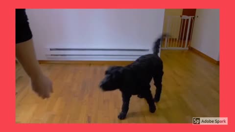 Dog trending video