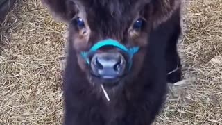 Adorable Little Calf