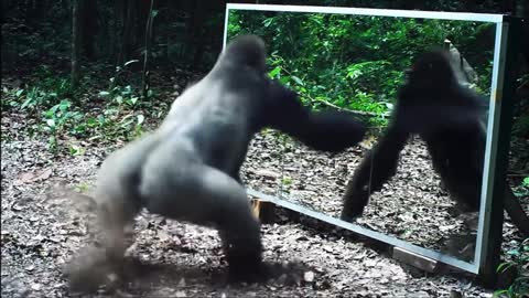 Gorilla Confused With The Mirror