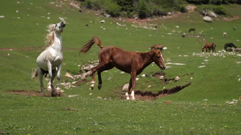 Horse kicking another