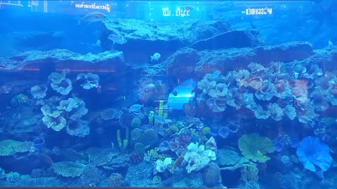 Duabi Aquarium and Under water zoo