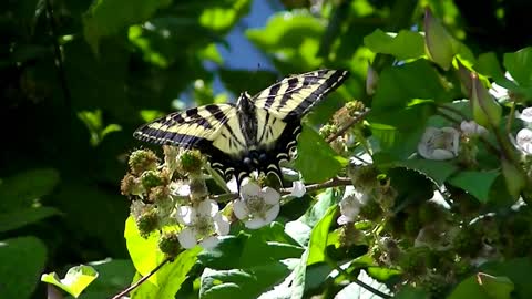 IECV NV #414 - 👀 Tiger Swallowtail Butterfly🦋 7-13-2017