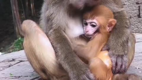 "A Mother Monkey Playing with Her Baby: Heartwarming Moments"