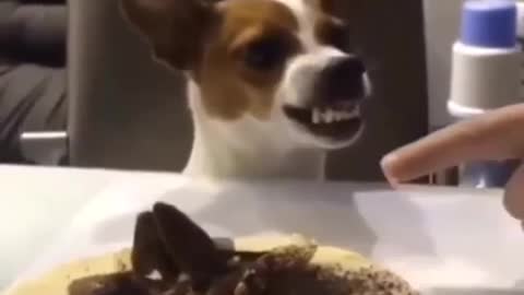 Funny Dog 🐕‍🦺🦮