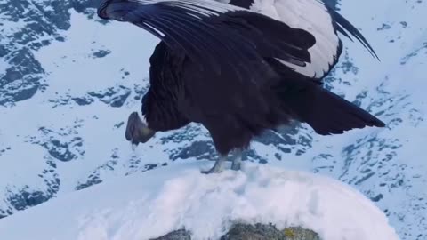 Beautiful Scenes 😍 | Eagle In The Snow