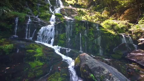 "Exploring the Enchanting Amazon: Witnessing Wildlife, Waterfalls, and the Untamed Forest"