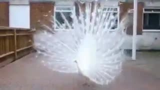 Amazing peacock