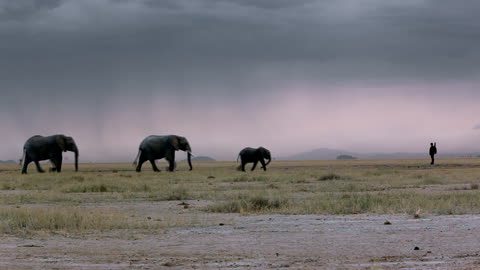 Daniel Glen Timms - 'Ivory' (elephant lovers song)