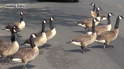 CRAZY CANADA GEESE