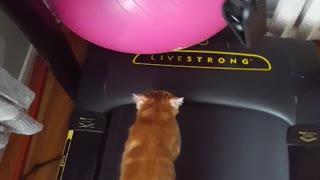 Cat Amazingly Joins Owner On Treadmill For Workout