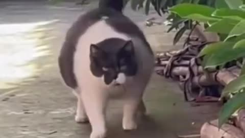 [FUNNY] Cats Dancing to the Weirdest Songs !!