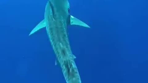 Tiger shark