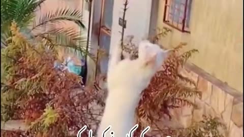 Cat shikar funny video cat lover