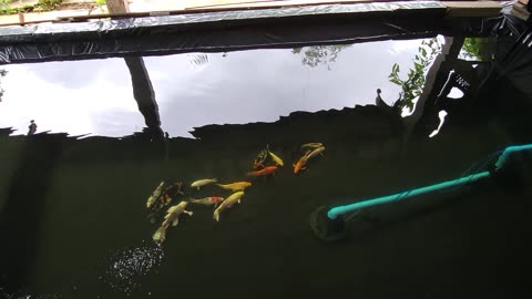 A DIY Koi Pond