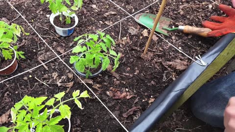 How to grow tomato's