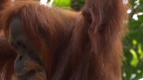 Orang Utan Ape Zoo Borneo Tree Climbers Apes