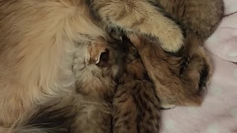 Moments of Playfulness and Nurturing A Beautiful Cat Engages in Play with Her Kittens
