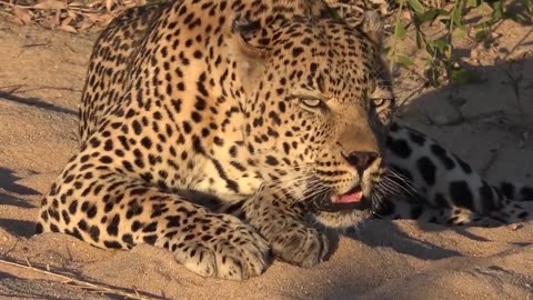 Leopard Mistake in Choosing the Wrong Opponent- Leopard Has Disappointedly Failed Against Big Lizard