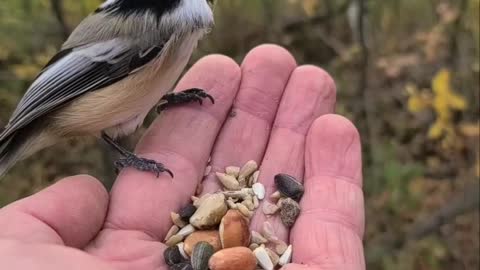 Birds Show Up for Breakfast