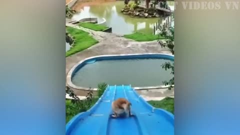 Funniest Animals Video 2023 | Best Funny Cats and Dogs | Funny Animal Videos