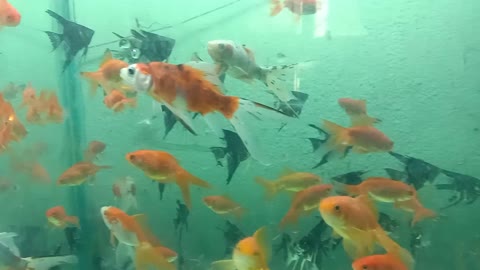 Aquarium Fish || Bengali || Gold Fish E-1