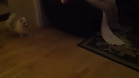 REAL GHOST ATTACKED POMERANIAN PUPPY