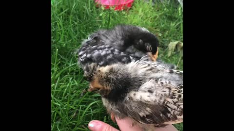 The Chicks spend time outside