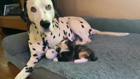 Sweet interaction between patient Dalmatian and obnoxious kitten