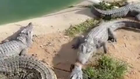 Cruel farmer feeds live chicken 🐔 to crocodile | crocodile eating chicken