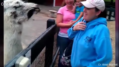Funny Animal Video 🤣🤣🤣🤣