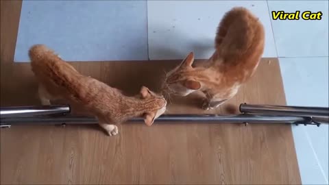 Cat Brothers' Bloody Brawl: Intense Fighting and Meowing