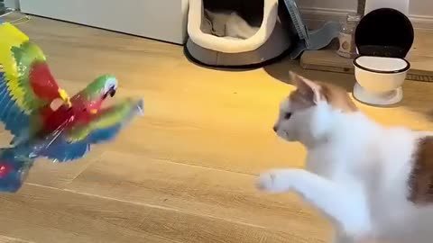 My cats love this funny bird!😻😻